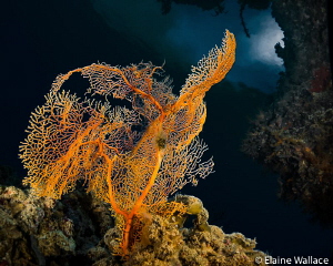 Single coral, looking out from a swim through by Elaine Wallace 